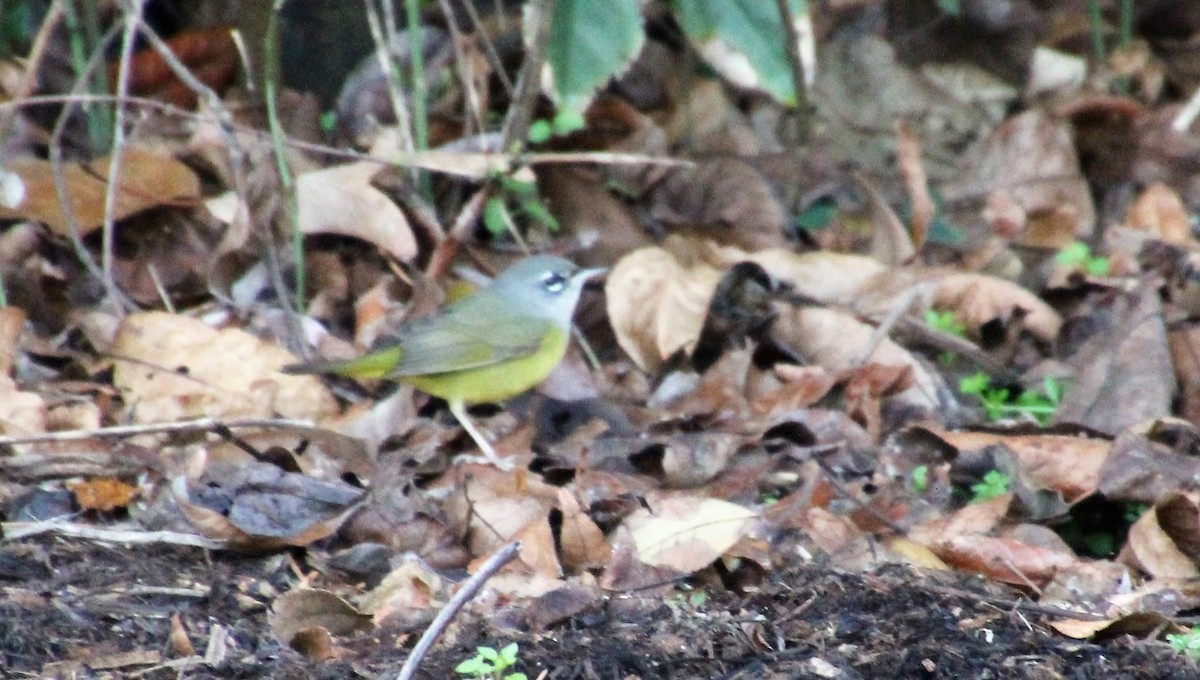 MacGillivray's Warbler - ML643640900
