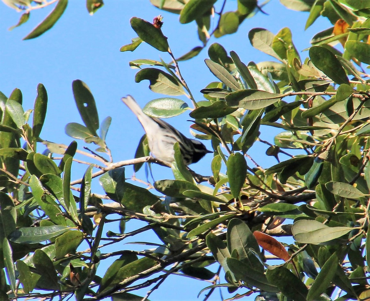 Black-throated Gray Warbler - ML643640912