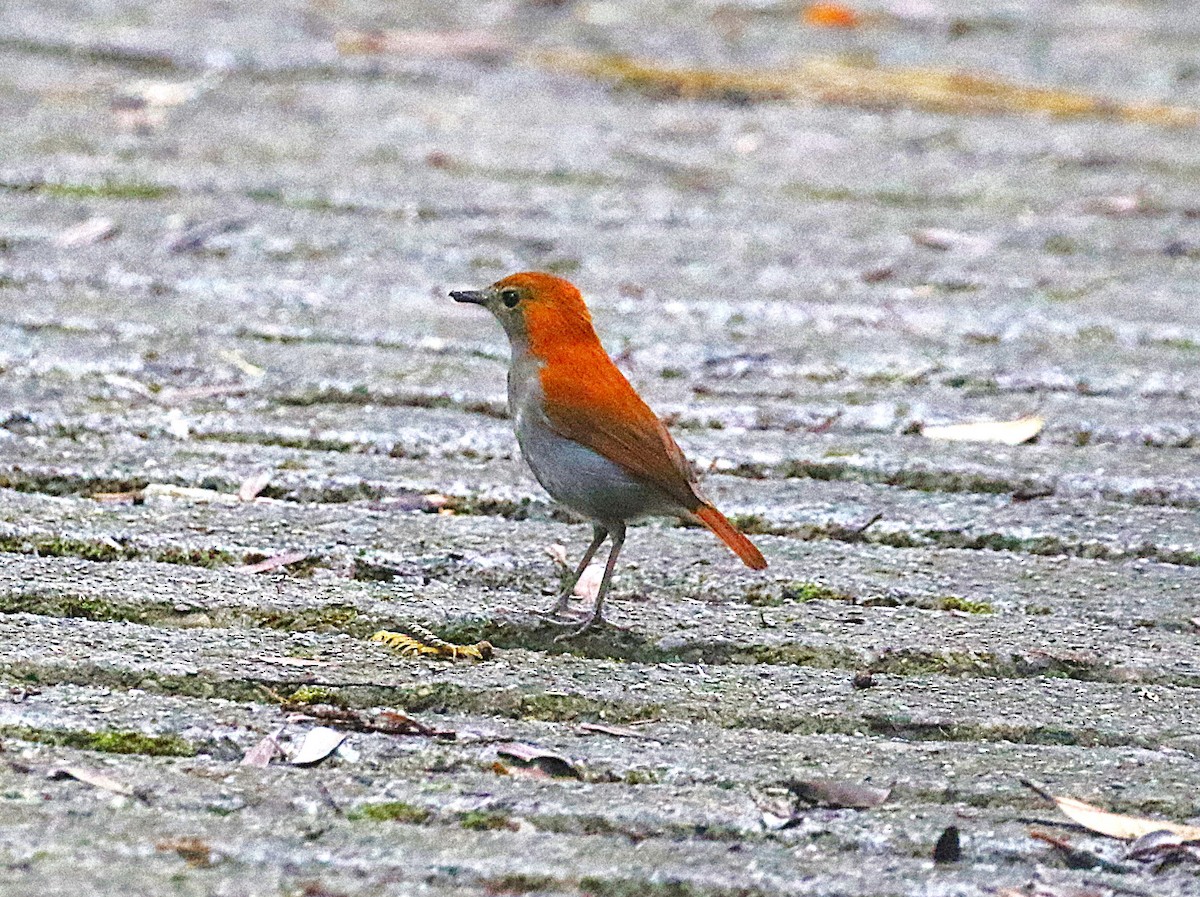Okinawa Robin - ML643640918