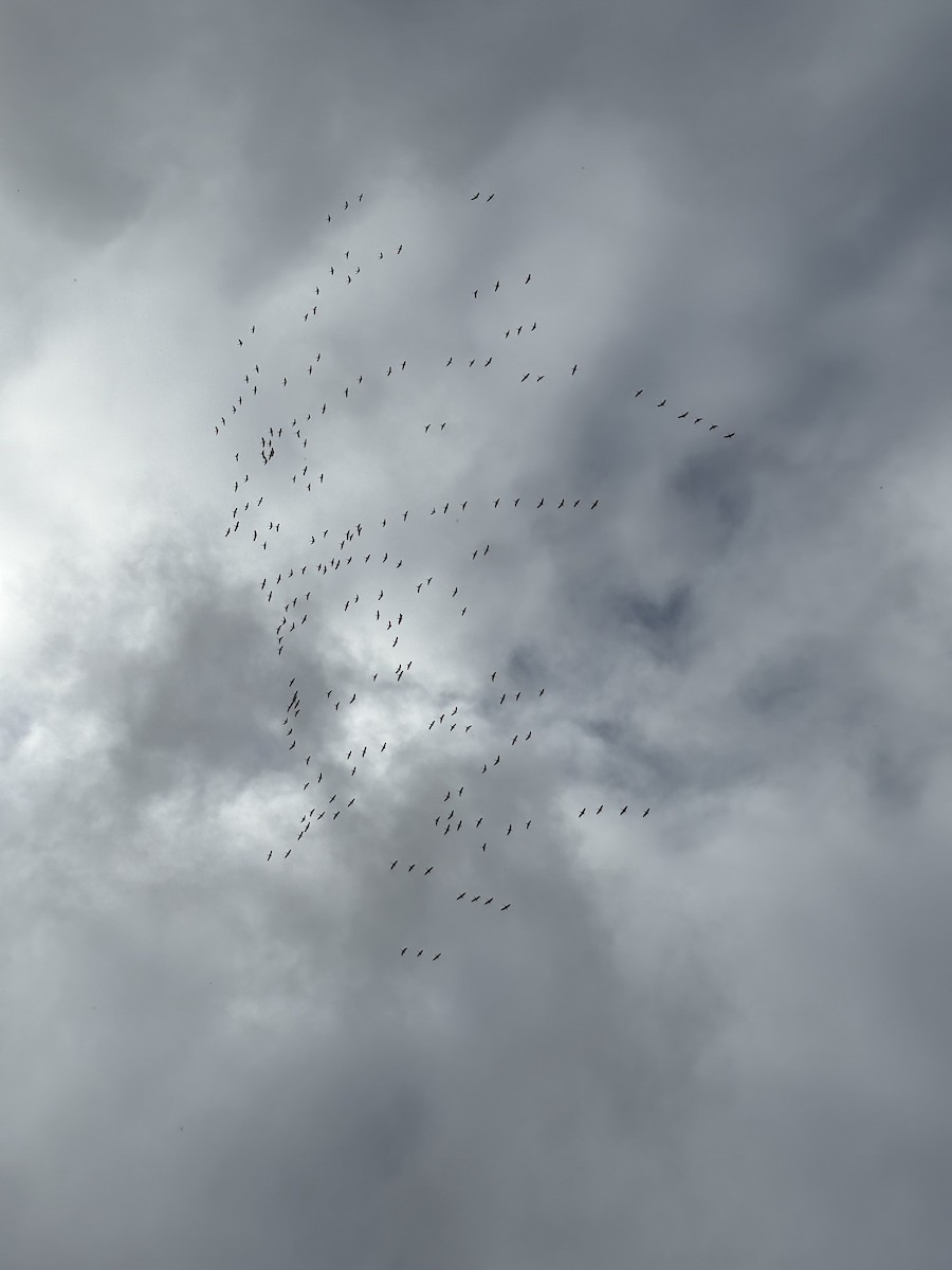 Common Crane - ML643640926