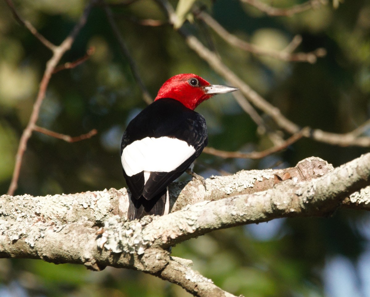 Red-headed Woodpecker - ML643640944