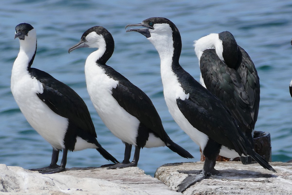 Black-faced Cormorant - ML643640947