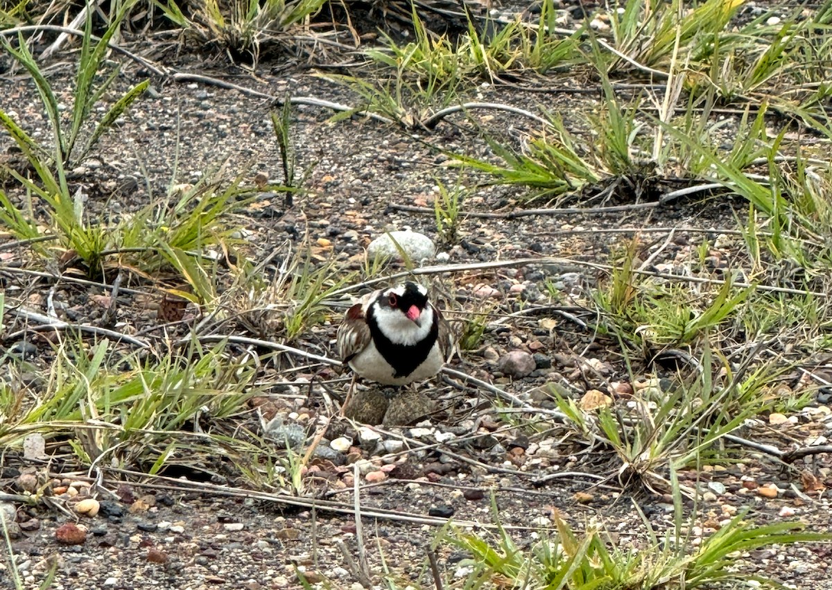 Black-fronted Dotterel - ML643640950