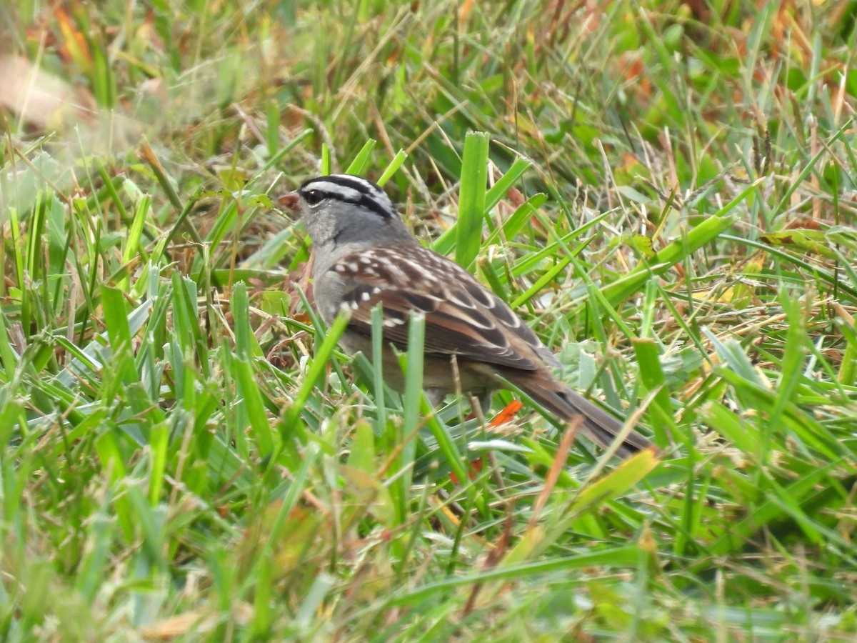 White-crowned Sparrow - ML643640957