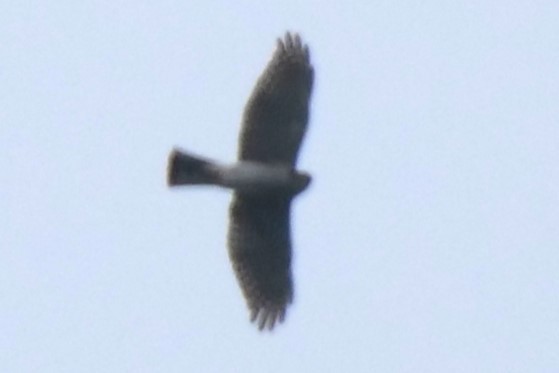 Japanese Sparrowhawk - ML643640967