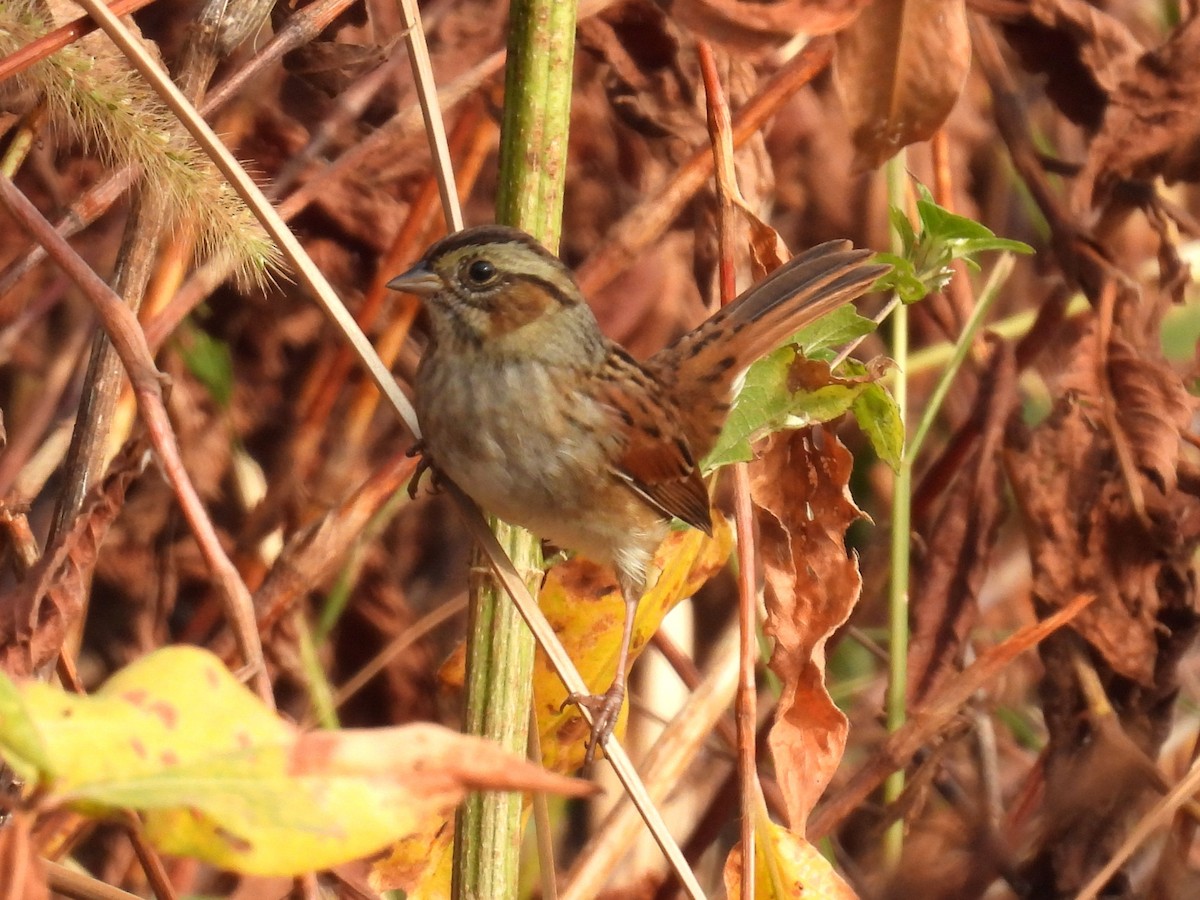 Swamp Sparrow - ML643640968