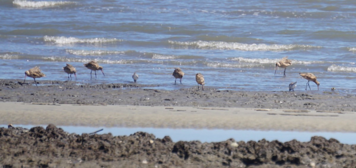 Marbled Godwit - ML643640972