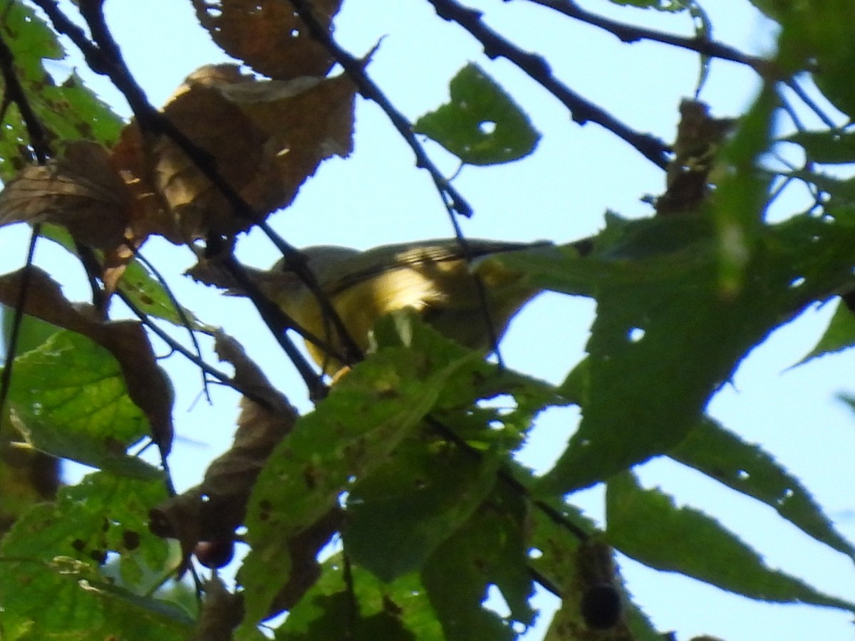 Nashville Warbler - ML643640976