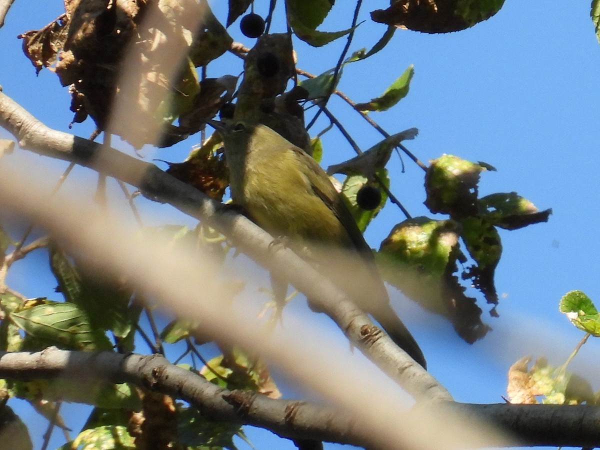 Orange-crowned Warbler - ML643640979