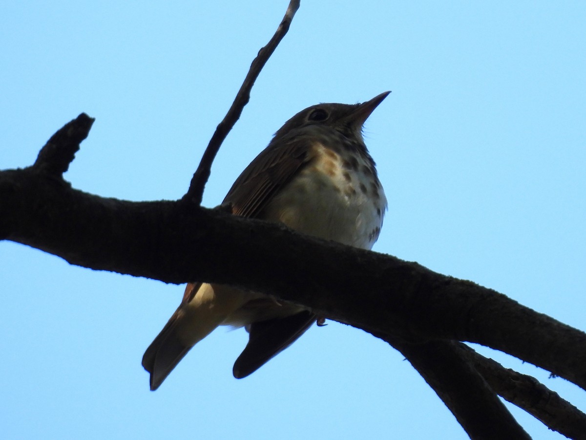 Hermit Thrush - ML643640980