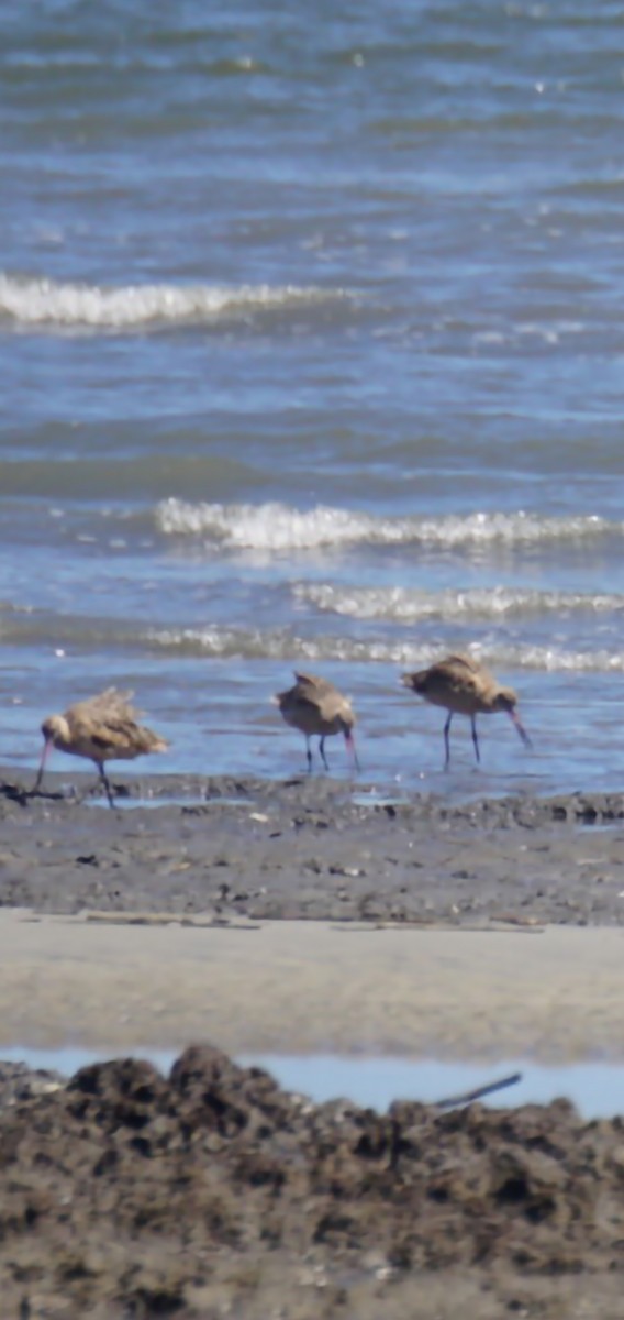 Marbled Godwit - ML643640983