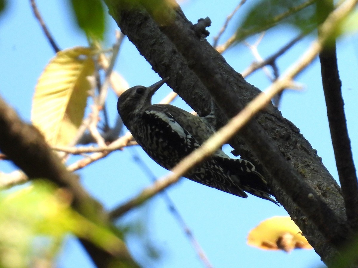Yellow-bellied Sapsucker - ML643640986