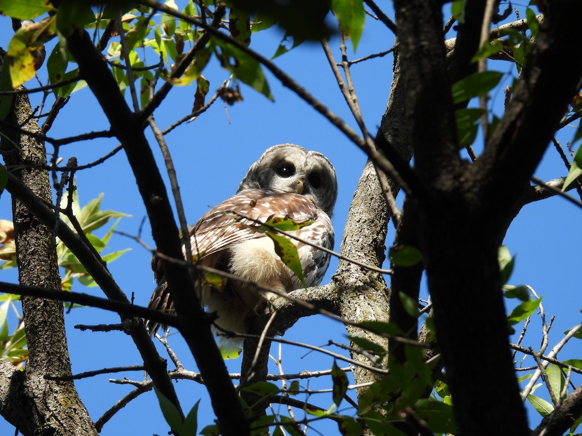 Barred Owl - ML643640987