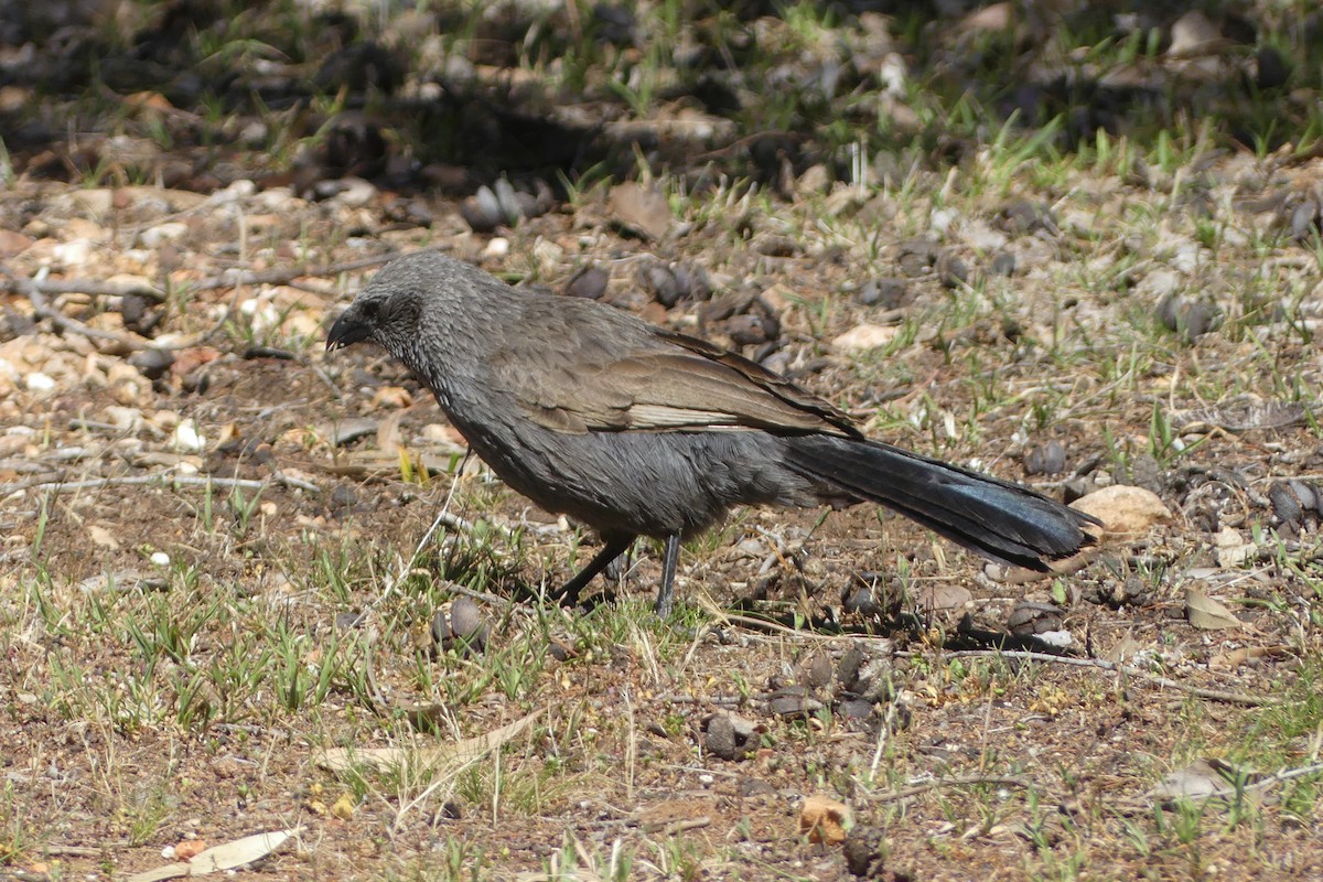 Apostlebird - ML643640990