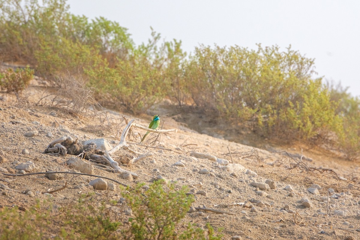 Arabian Green Bee-eater - ML643640991
