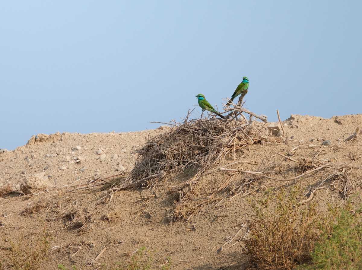 Arabian Green Bee-eater - ML643640992
