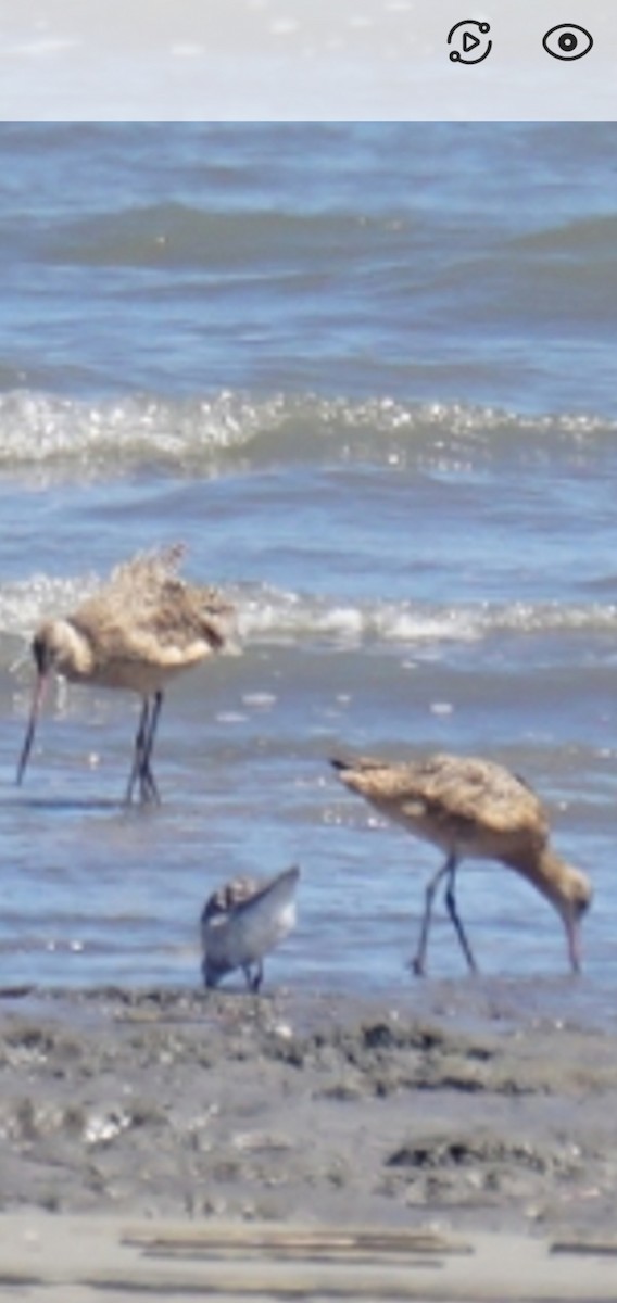 Marbled Godwit - ML643640996