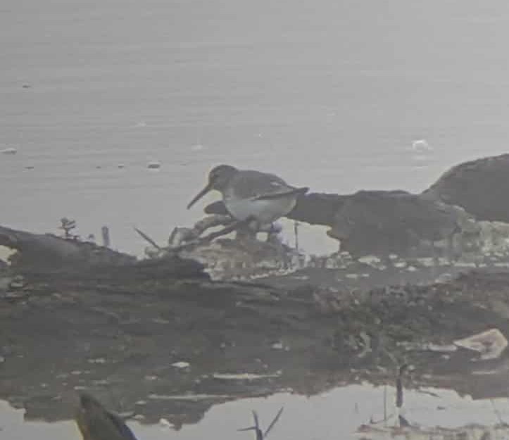 jespák obecný - ML643641009