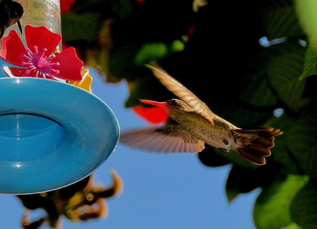 Gilded Hummingbird - ML643641037