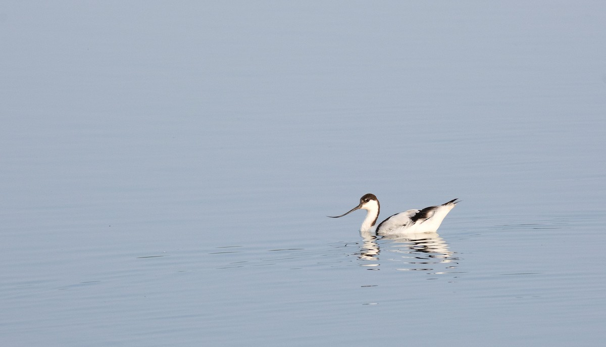 Pied Avocet - ML643641047