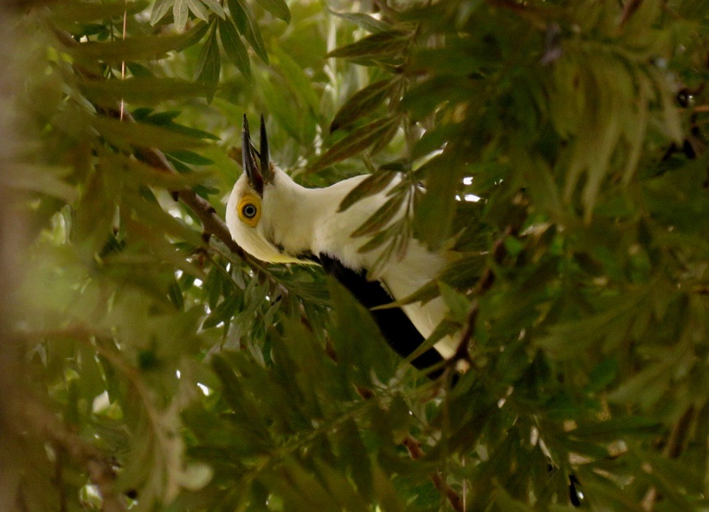 White Woodpecker - ML643641048