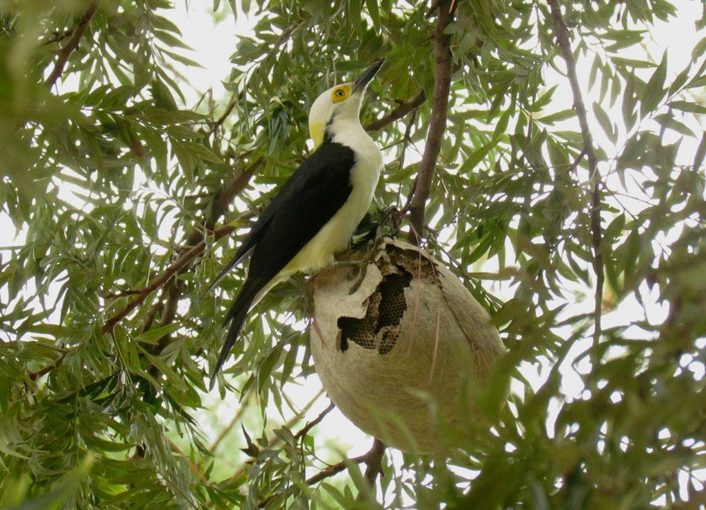 White Woodpecker - ML643641049