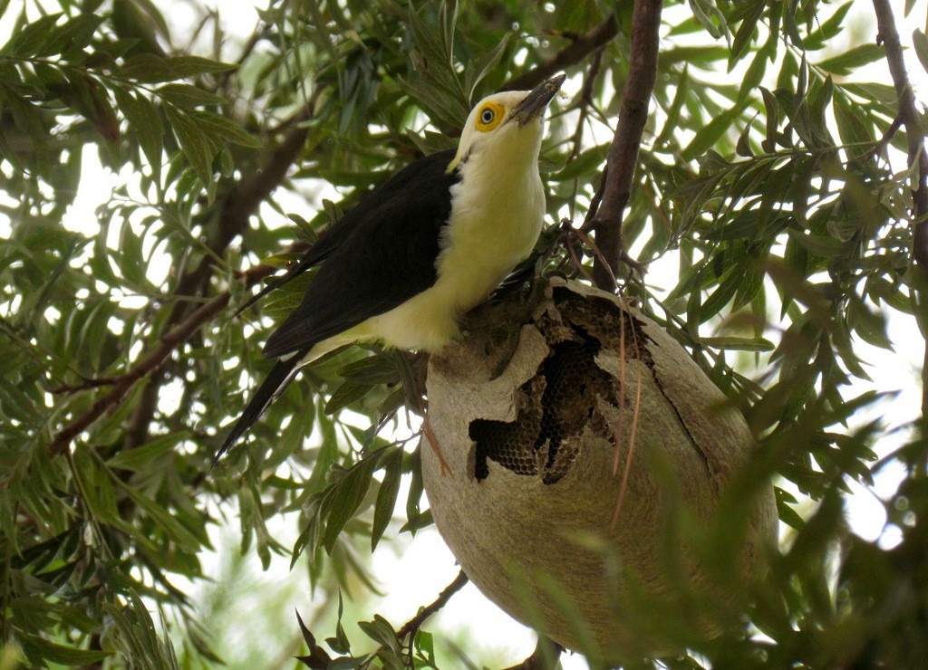 White Woodpecker - ML643641050