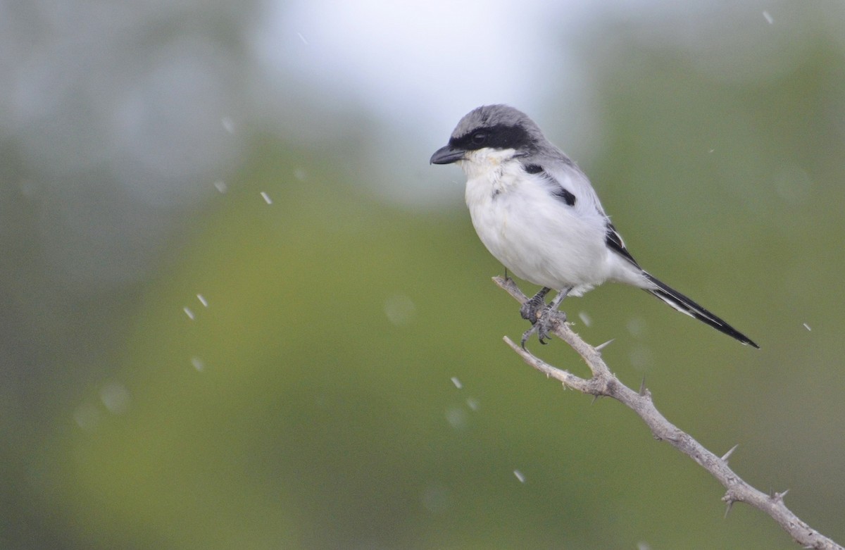 Үнсэн дунхай - ML643641051