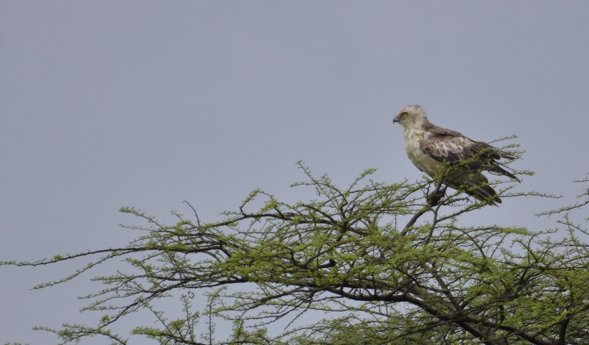 Могойч загалай - ML643641057