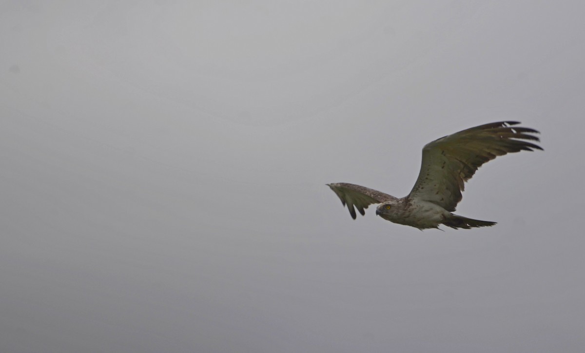 Могойч загалай - ML643641058