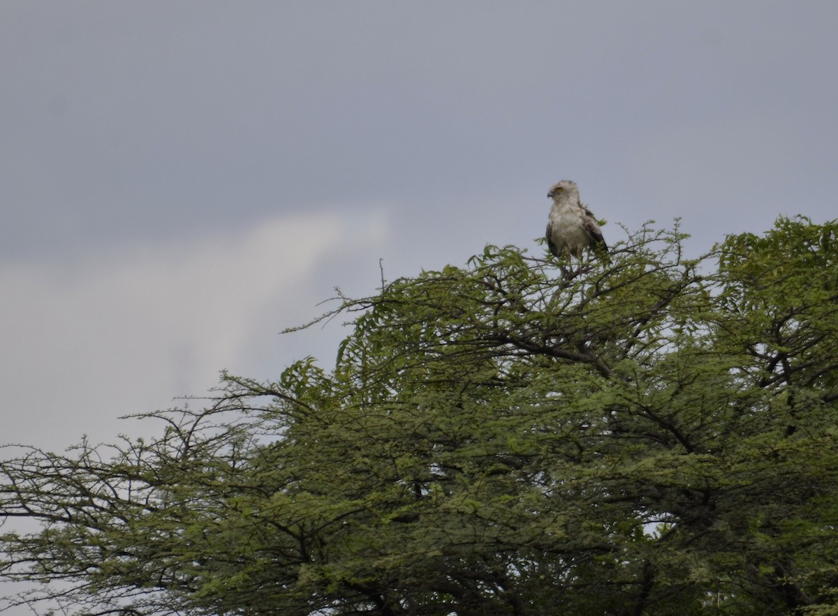 Могойч загалай - ML643641059