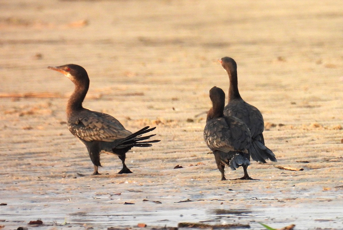 Reed Cormorant - ML643641095