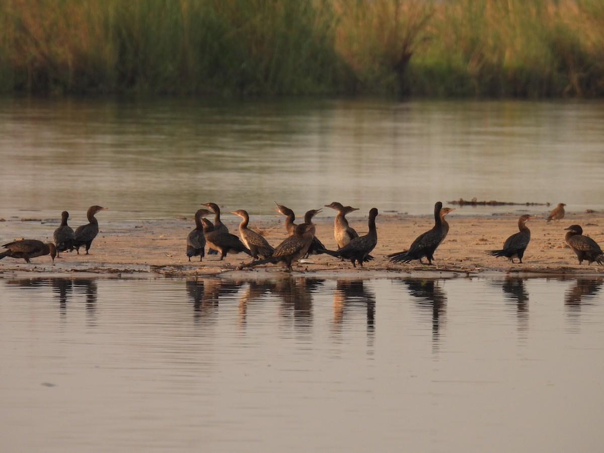 Reed Cormorant - ML643641096