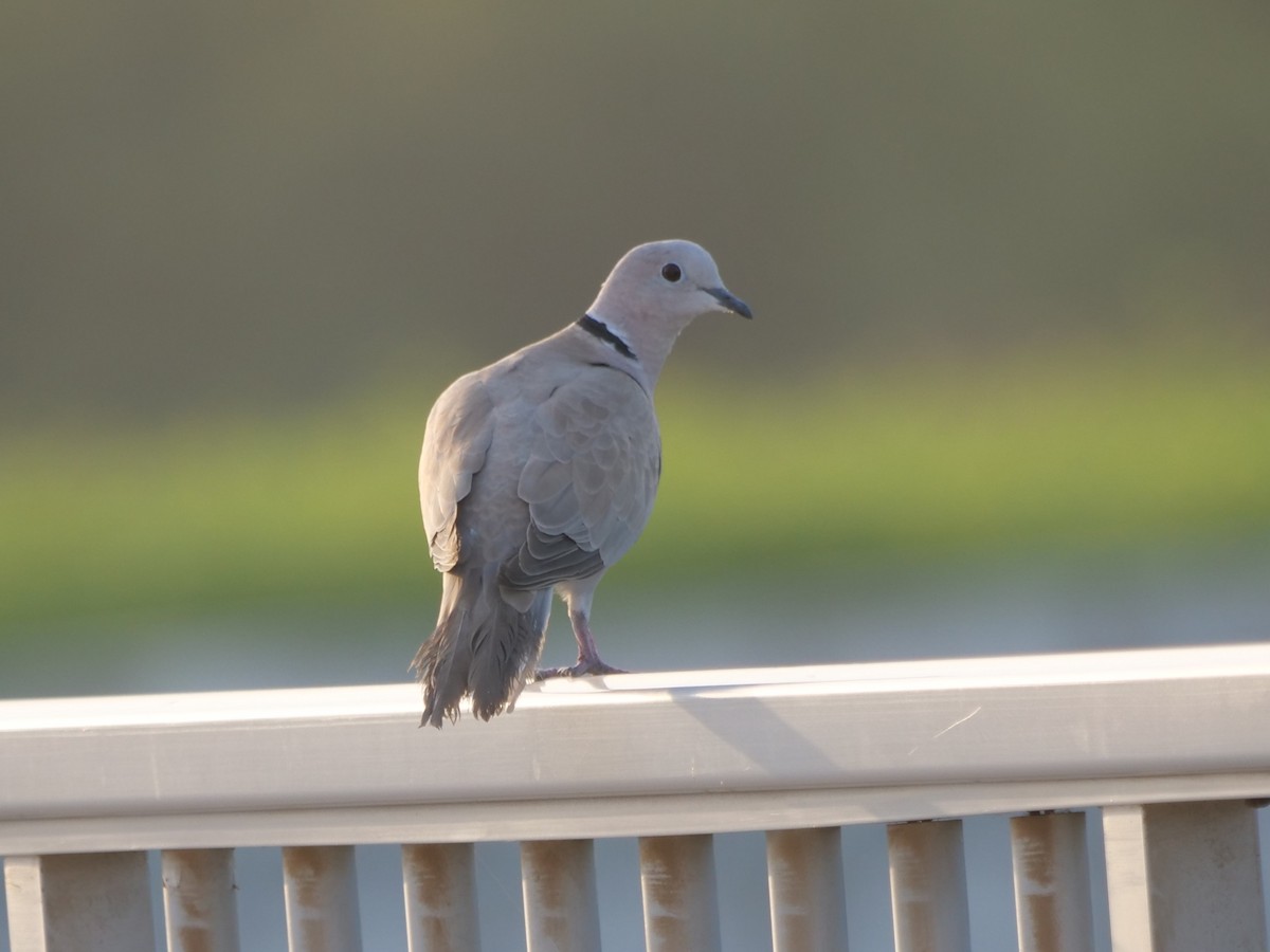 Буулгат хүүрзгэнэ - ML643641103