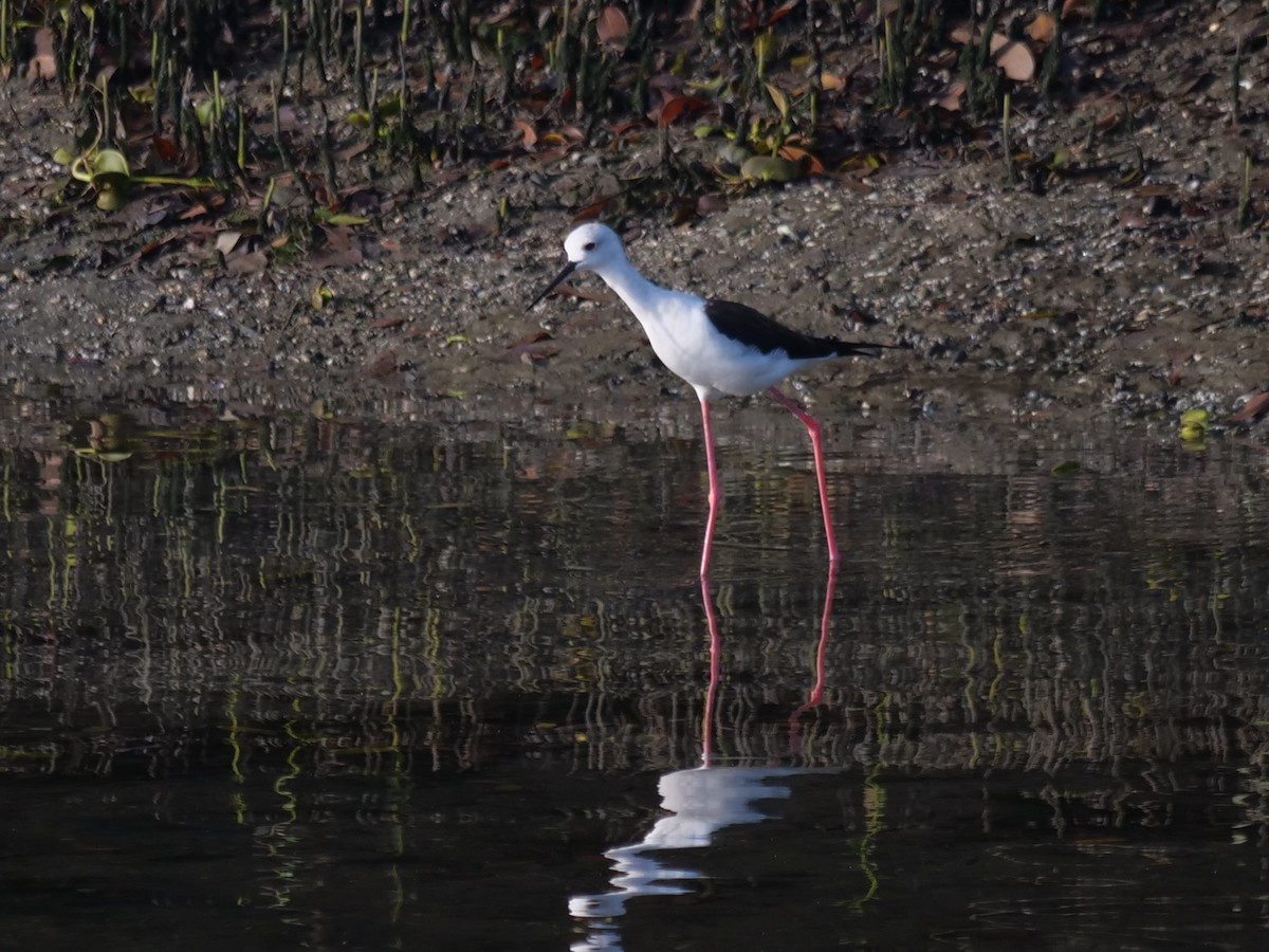 Эгэл хилэн жигүүр - ML643641110