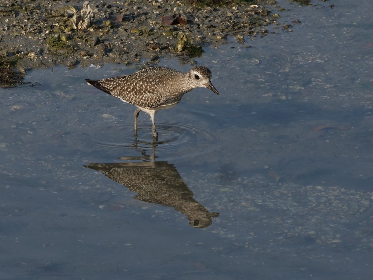 Азийн сүвээ цагаан - ML643641113
