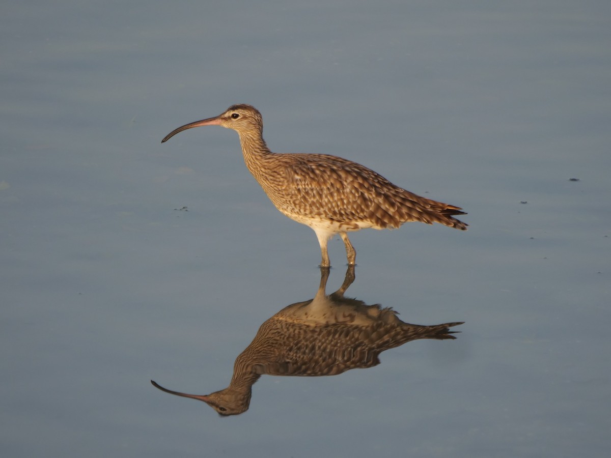 Eurasian Whimbrel - ML643641118