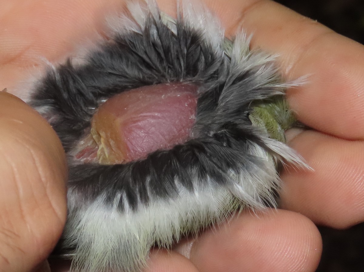 White-crowned Manakin - ML643641130