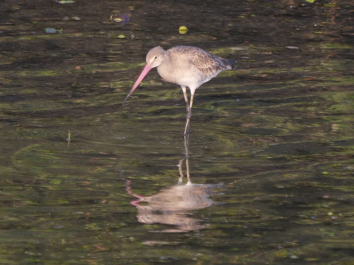 Морин цууцал - ML643641137