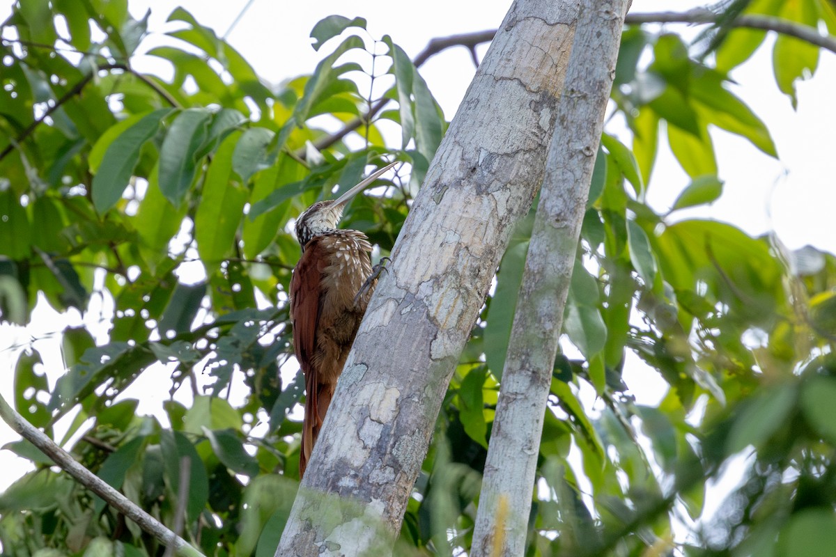 Long-billed Woodcreeper - ML643641139