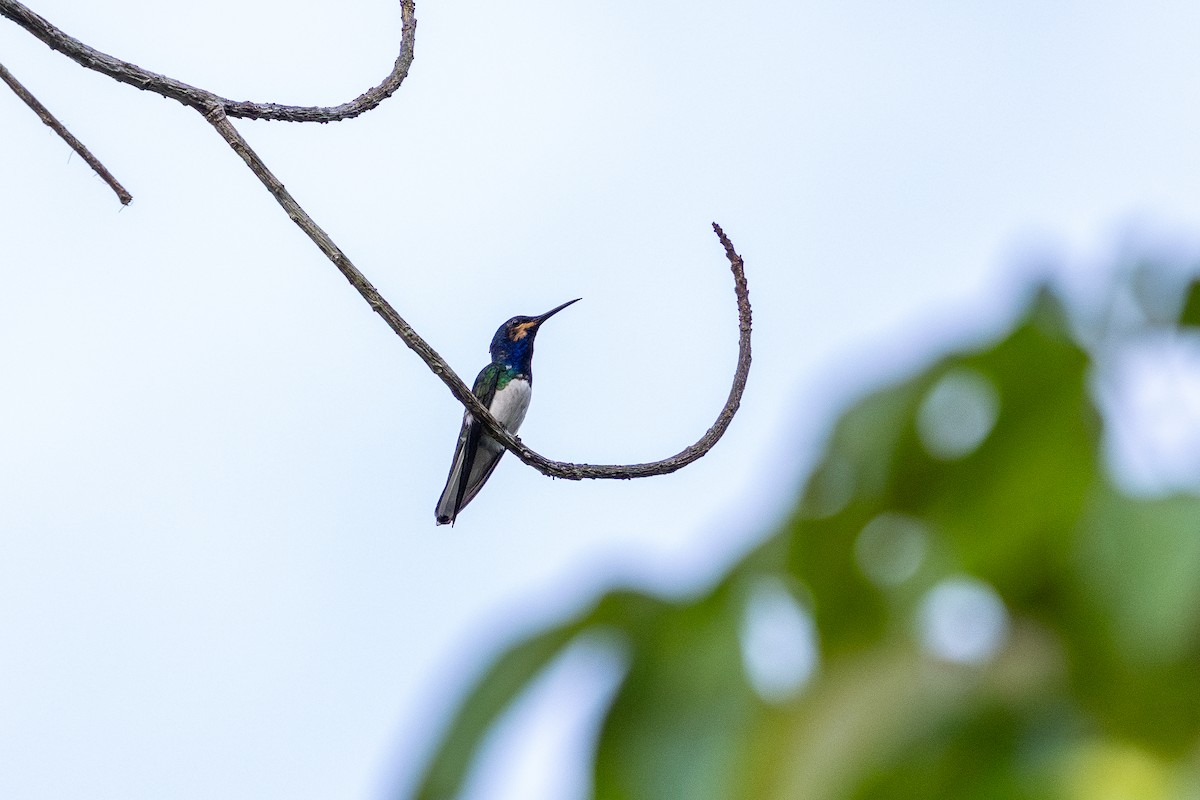 Colibri jacobin - ML643641145