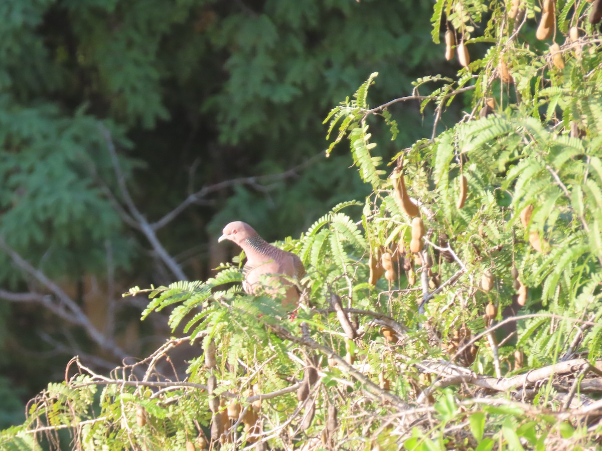Picazuro Pigeon - ML643641154