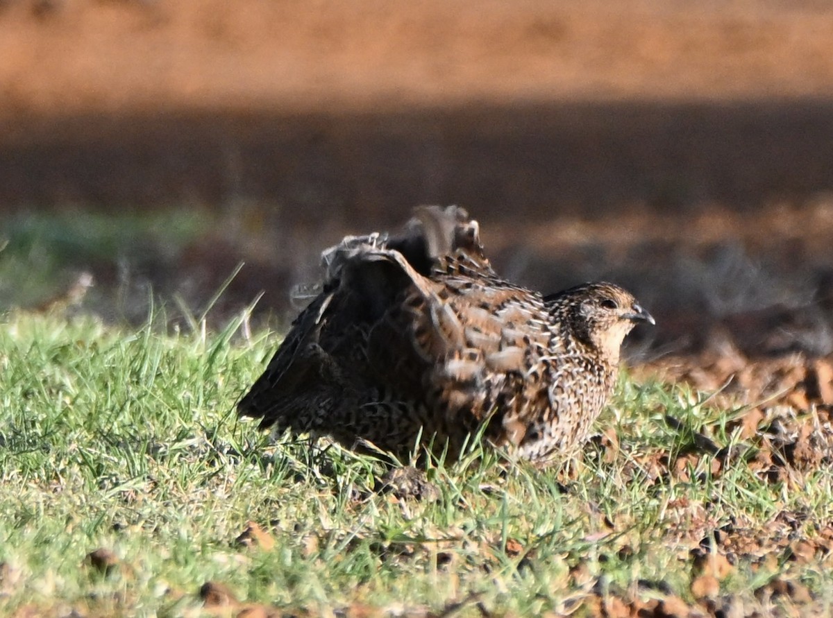 Brown Quail - ML643641155