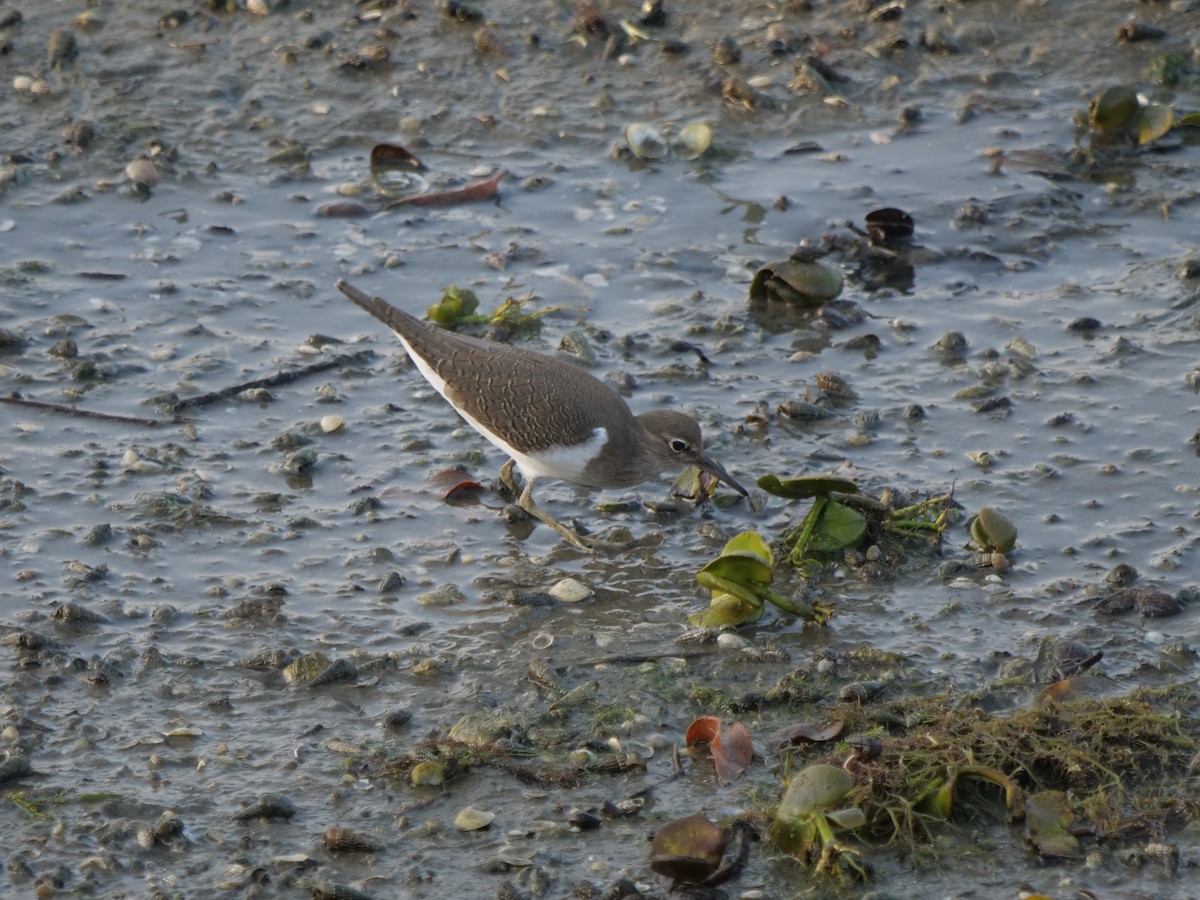 Хайргын хөгчүү - ML643641156