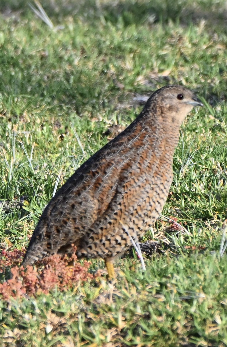 Brown Quail - ML643641157