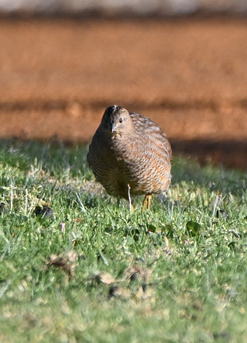 Brown Quail - ML643641167