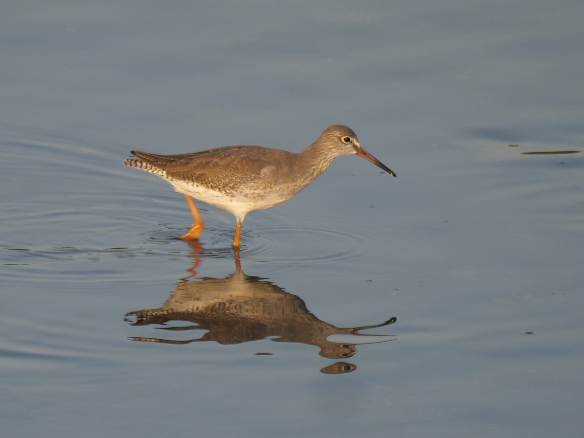 Улаан хөлт хөгчүү - ML643641172