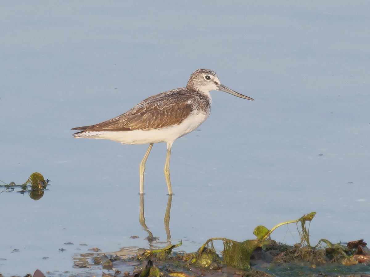 Үхэр хөгчүү - ML643641186