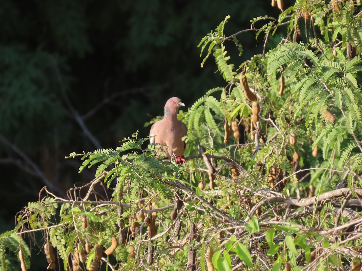 Picazuro Pigeon - ML643641194