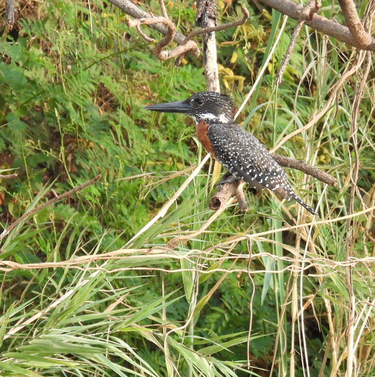 Giant Kingfisher - ML643641196